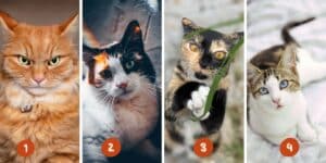 Test della personalità: Scopri se sei superficiale scegliendo uno dei 4 gatti – Invita i tuoi cari e rivela il profondo legame tra scelta e carattere!