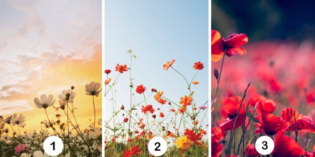 Test della personalità: Scegli uno dei 3 fiori nell'immagine e scopri la potenza segreta della tua forza mentale!