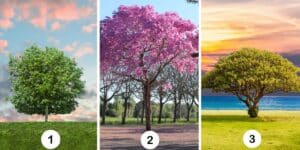 Test della personalità: Quale ombra proietti? Scegli tra questi 3 alberi e rivela i lati oscuri del tuo carattere!