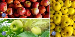 Test della personalità: Scegli una delle 3 mele nell'immagine e scopri i segreti nascosti del tuo temperamento!