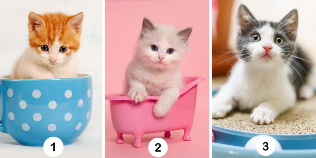 Test della personalità: Scegli uno dei 3 gatti nell'immagine e scopri la missione segreta della tua vita!