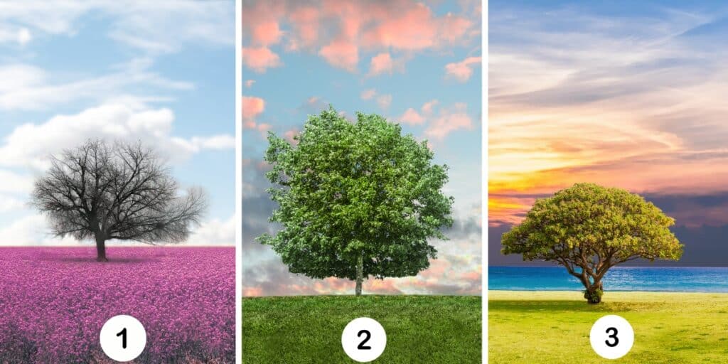 Test della personalità: Quale dei 3 alberi riflette la tua sicurezza interiore? Scopri Te stesso scegliendo!