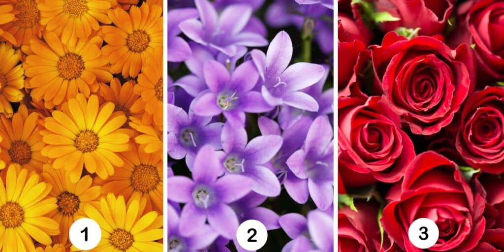 Test della personalità: Quale dei 3 fiori scegli? Scopri come questa decisione rivela il modo di affrontare la tua situazione attuale!