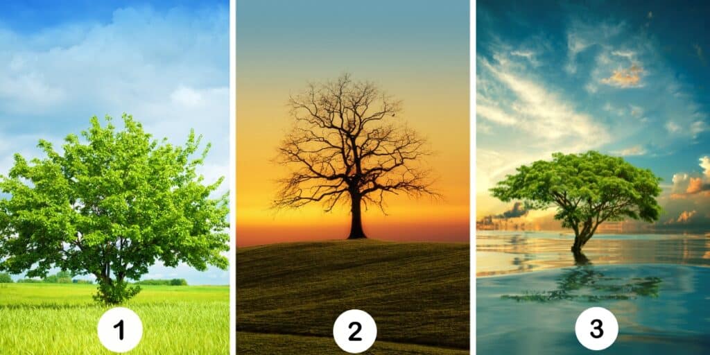 Test della personalità: Quale albero ti rappresenta? Scopri il tuo livello di gelosia con la scelta tra 3 alberi misteriosi!