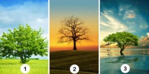 Test della personalità: Quale albero ti rappresenta? Scopri il tuo livello di gelosia con la scelta tra 3 alberi misteriosi!