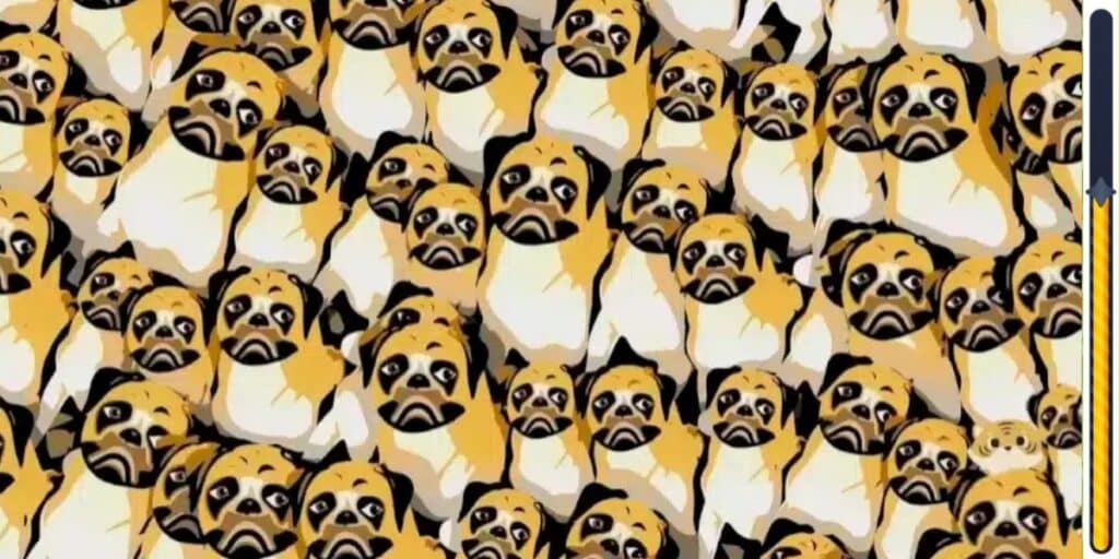 Gioco di osservazione : Scopri l'intruso nascosto tra i cani in meno di 6 secondi e metti alla prova la tua attenzione ai dettagli!