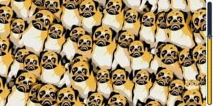 Gioco di osservazione : Scopri l'intruso nascosto tra i cani in meno di 6 secondi e metti alla prova la tua attenzione ai dettagli!