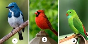 Test della personalità: Scegli uno dei 3 uccelli nell'immagine e scopri se il tuo cuore è pronto a spiccare il volo nell'amore!