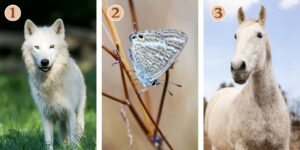 Test della personalità: Scopri il tuo animale guida! Scegli tra i 3 animali nell'immagine e lasciati ispirare verso il successo!