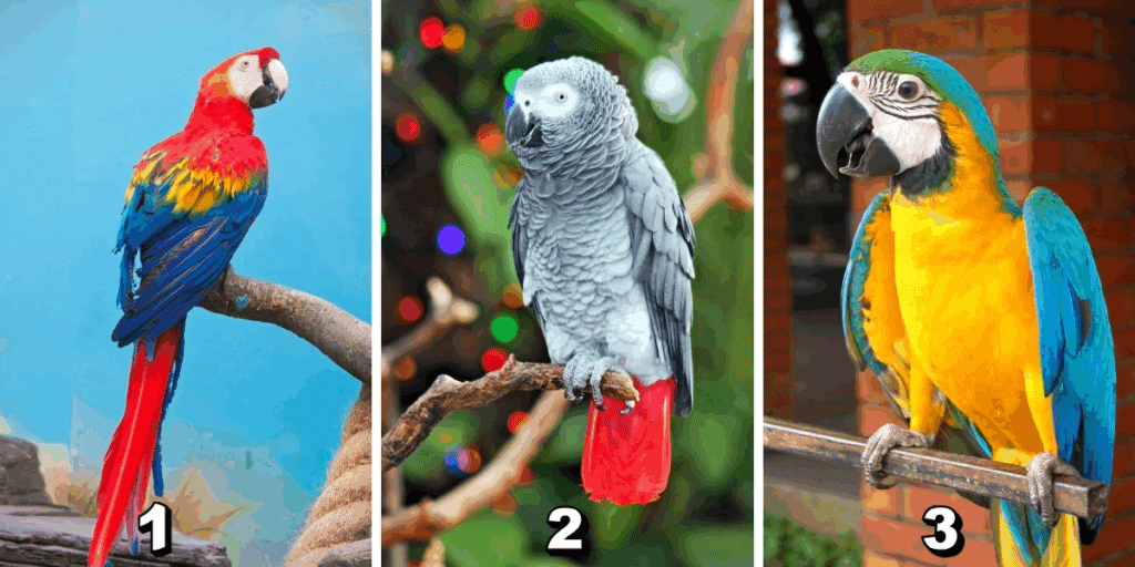 Test della personalità: Quale dei 3 pappagalli nell'immagine sei tu? Svela la magia della tua creatività quotidiana!