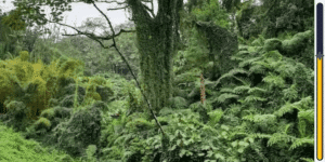 Gioco di osservazione: metti alla prova la tua acuità visiva scoprendo l'uccello celato nella foresta – hai solo 8 secondi per individuarlo, sei pronto per questa avvincente sfida?