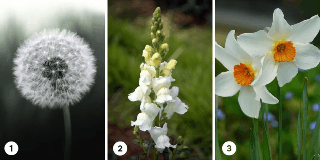 Test della personalità: Scegli un fiore bianco dall'Immagine e rivela la tua natura conservatrice o avventuriera!