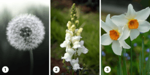 Test della personalità: Scegli un fiore bianco dall'Immagine e rivela la tua natura conservatrice o avventuriera!