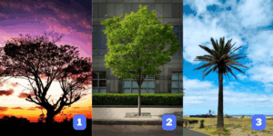 Test della personalità: Quale dei 3 alberi sceglieresti? La tua scelta rivela il tratto dominante che guida la tua vita!