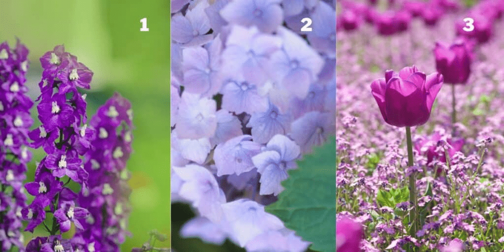 Test della personalità: Rivela il tuo elegance quotient scegliendo tra questi 3 Fiori Viola – Scopri come i tuoi gusti floreali definiscono lo stile!