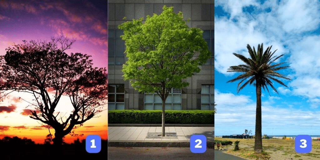 Test della personalità: Quale dei 3 alberi sceglieresti? La tua scelta rivela il tratto dominante che guida la tua vita!