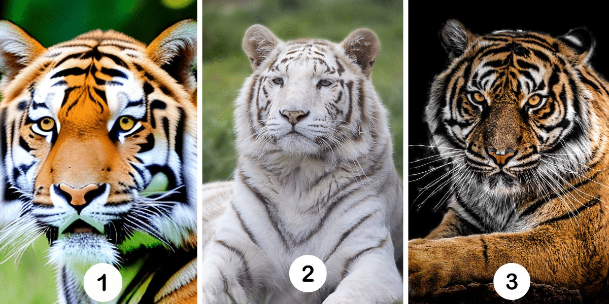 Test della personalità: Rivela la tua natura ribelle o disciplinata scegliendo tra queste 3 immagini e scopri come affronti il ciclo mestruale!